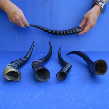 5pc Polished Blesbok Horns - for $75/lot