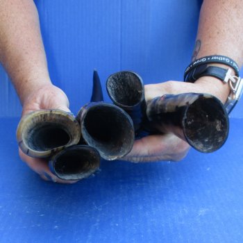 5pc Polished Blesbok Horns - for $75/lot