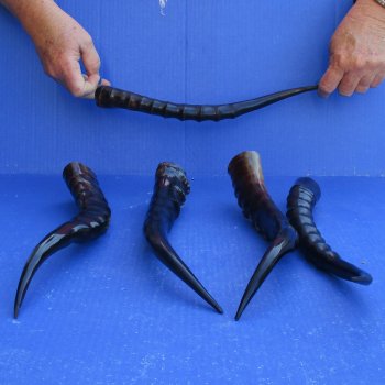 5pc Polished Blesbok Horns - for $75/lot