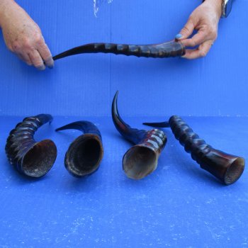 5pc Polished Blesbok Horns - for $75/lot
