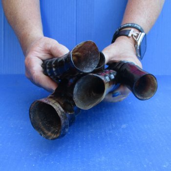 5pc Polished Blesbok Horns - for $75/lot
