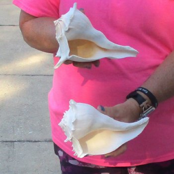 2 pc lot of Lightning Whelks measuring 7 inches - for $19/lot