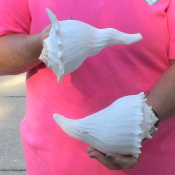 2 pc lot of Lightning Whelks measuring 7 inches - for $19/lot