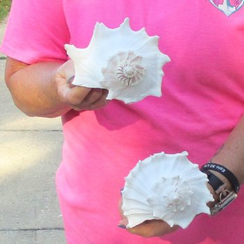 2 pc lot of Lightning Whelks measuring 7 inches - for $19/lot
