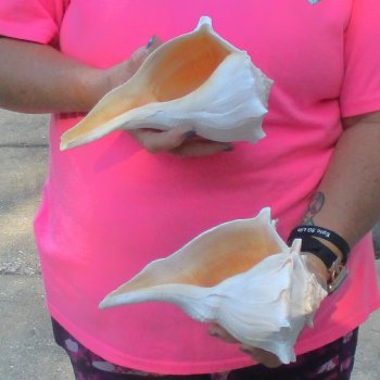 2 pc lot of Lightning Whelks measuring 8 inches - for $27/lot