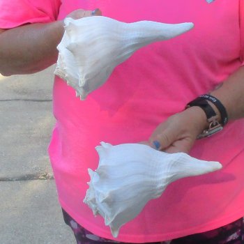 2 pc lot of Lightning Whelks measuring 8 inches - for $27/lot