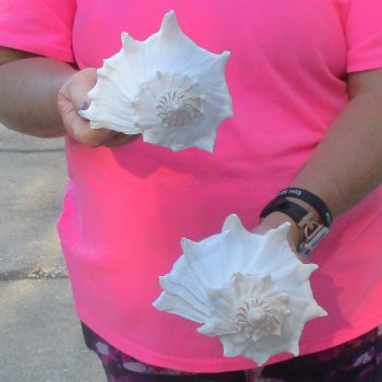 2 pc lot of Lightning Whelks measuring 8 inches - for $27/lot