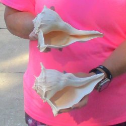 2 pc lot of Lightning Whelks measuring 8 inches - for $27/lot