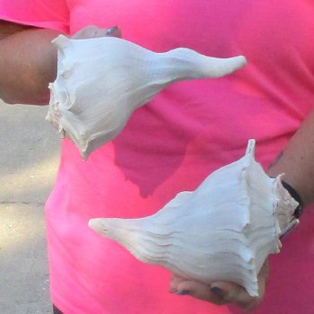 2 pc lot of Lightning Whelks measuring 8 inches - for $27/lot