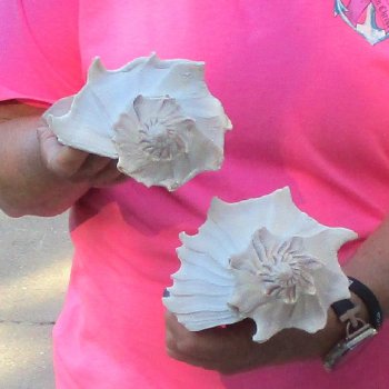2 pc lot of Lightning Whelks measuring 8 inches - for $27/lot