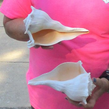 2 pc lot of Lightning Whelks measuring 8 inches - for $27/lot