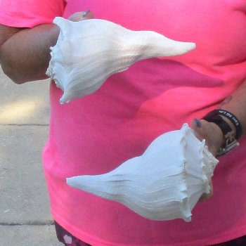 2 pc lot of Lightning Whelks measuring 8 inches - for $27/lot