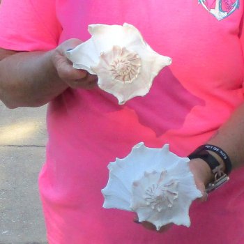 2 pc lot of Lightning Whelks measuring 8 inches - for $27/lot