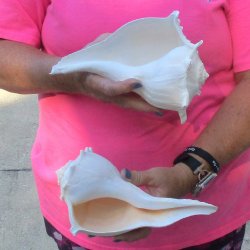 2 pc lot of Lightning Whelks measuring 9 inches - for $34/lot