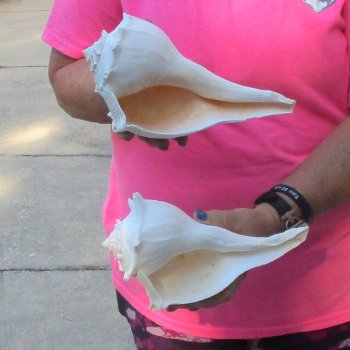 2 pc lot of Lightning Whelks measuring 9 inches - for $34/lot