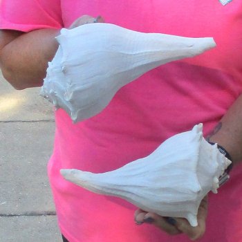 2 pc lot of Lightning Whelks measuring 9 inches - for $34/lot