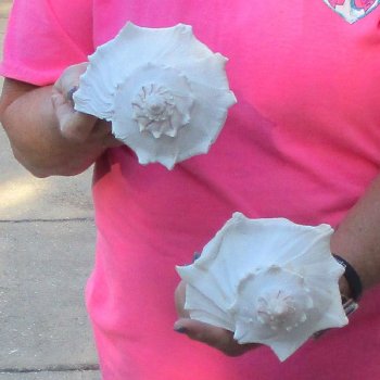 2 pc lot of Lightning Whelks measuring 9 inches - for $34/lot