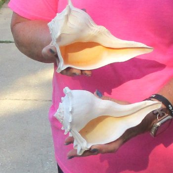 2 pc lot of Lightning Whelks measuring 7 inches - for $19/lot