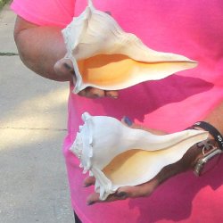 2 pc lot of Lightning Whelks measuring 7 inches - for $19/lot