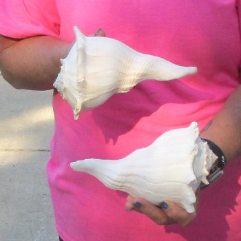 2 pc lot of Lightning Whelks measuring 7 inches - for $19/lot