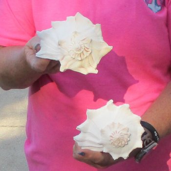 2 pc lot of Lightning Whelks measuring 7 inches - for $19/lot