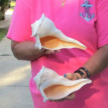 2 pc lot of Lightning Whelks measuring 9 inches - for $34/lot