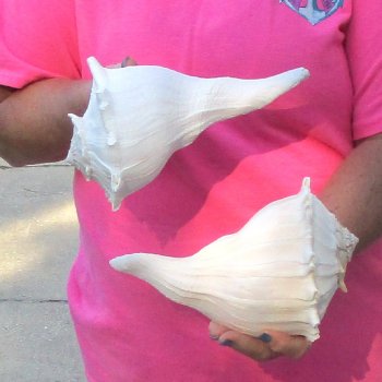 2 pc lot of Lightning Whelks measuring 9 inches - for $34/lot