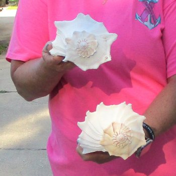 2 pc lot of Lightning Whelks measuring 9 inches - for $34/lot