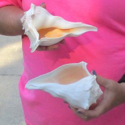 2 pc lot of Lightning Whelks measuring 7 inches - for $19/lot
