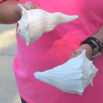 2 pc lot of Lightning Whelks measuring 7 inches - for $19/lot
