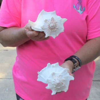 2 pc lot of Lightning Whelks measuring 7 inches - for $19/lot