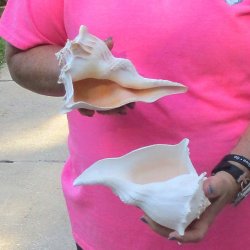 2 pc lot of Lightning Whelks measuring 7 inches - for $19/lot