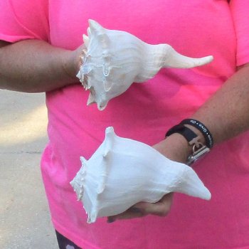 2 pc lot of Lightning Whelks measuring 7 inches - for $19/lot