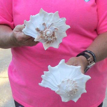 2 pc lot of Lightning Whelks measuring 7 inches - for $19/lot