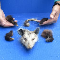 Preserved Opossum Head, Legs, & Tail for sale $40