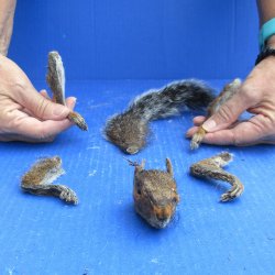 Preserved Squirrel Head, Legs, & Tail - for <font color=red>Special Price </font>$25