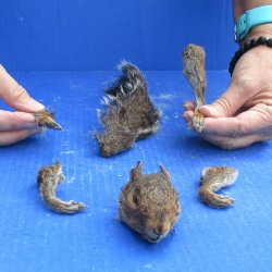 Preserved Squirrel Head, Legs, & Tail - for <font color=red>Special Price </font>$25