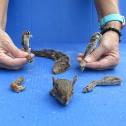 Preserved Squirrel Head, Legs, & Tail - for <font color=red>Special Price </font>$25