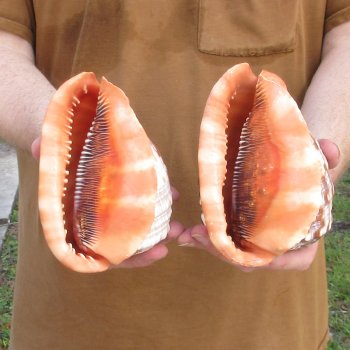 Two Cameo Bullmouth sea shells 5 inches long for $18/lot
