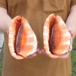 Two Cameo Bullmouth sea shells 5 inches long for $18/lot