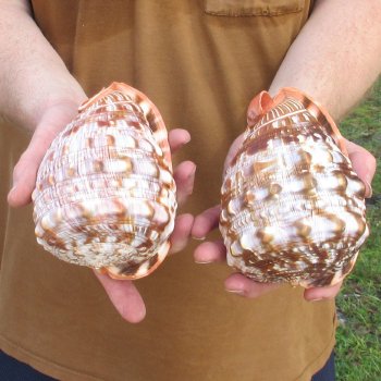Two Cameo Bullmouth sea shells 5 inches long for $18/lot
