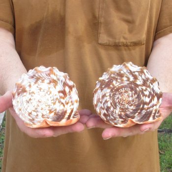 Two Cameo Bullmouth sea shells 5 inches long for $18/lot