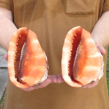 Two Cameo Bullmouth sea shells 5 inches long for $18/lot