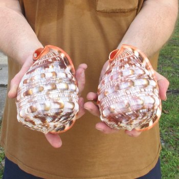 Two Cameo Bullmouth sea shells 5 inches long for $18/lot