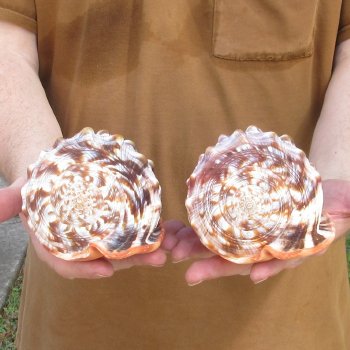 Two Cameo Bullmouth sea shells 5 inches long for $18/lot