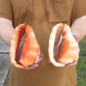 Two Cameo Bullmouth sea shells 5 inches long for $18/lot