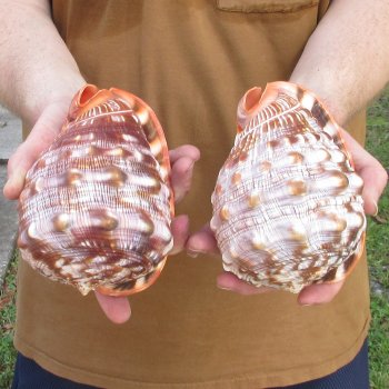 Two Cameo Bullmouth sea shells 5 inches long for $18/lot