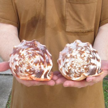 Two Cameo Bullmouth sea shells 5 inches long for $18/lot