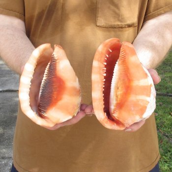 Two Cameo Bullmouth sea shells 5 inches long for $18/lot