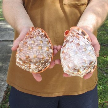 Two Cameo Bullmouth sea shells 5 inches long for $18/lot